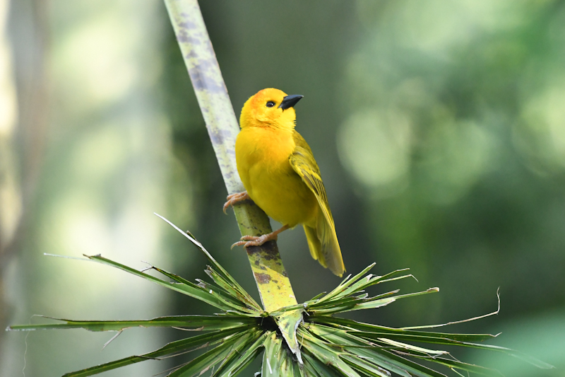 Birds